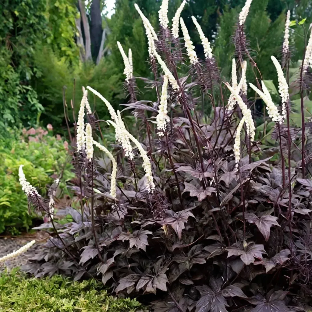Black Negligee Bugbane