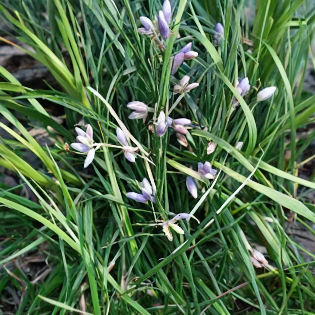 Tiger Stripe Dwarf Lilyturf