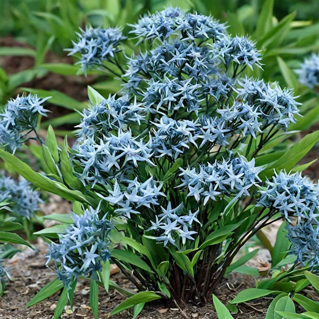 Willowleaf Bluestar