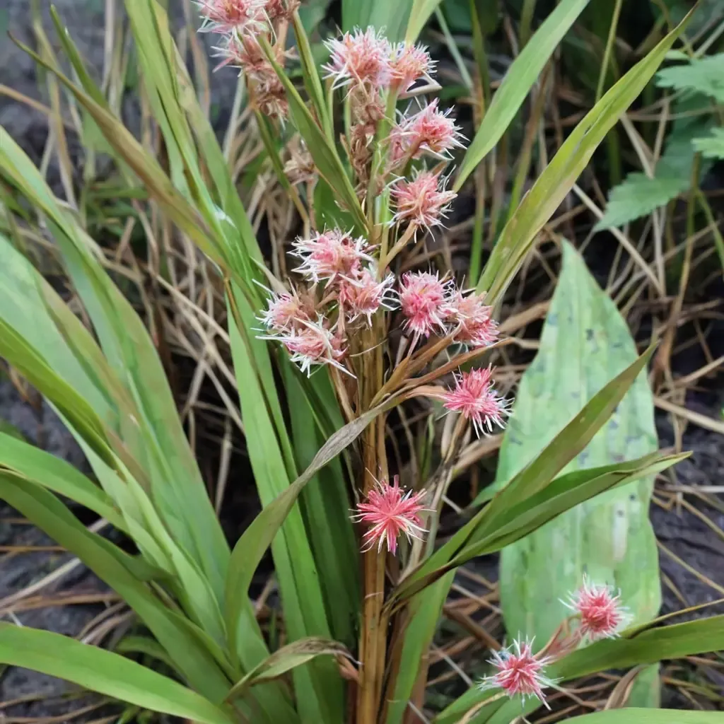 Morrison's Sedge
