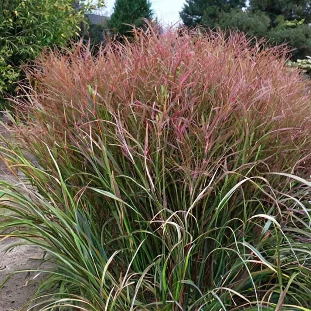 Switchgrass Squaw