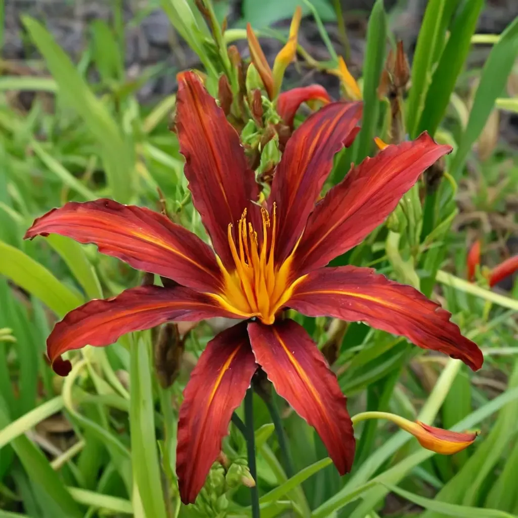 Crimson Pirate Daylily