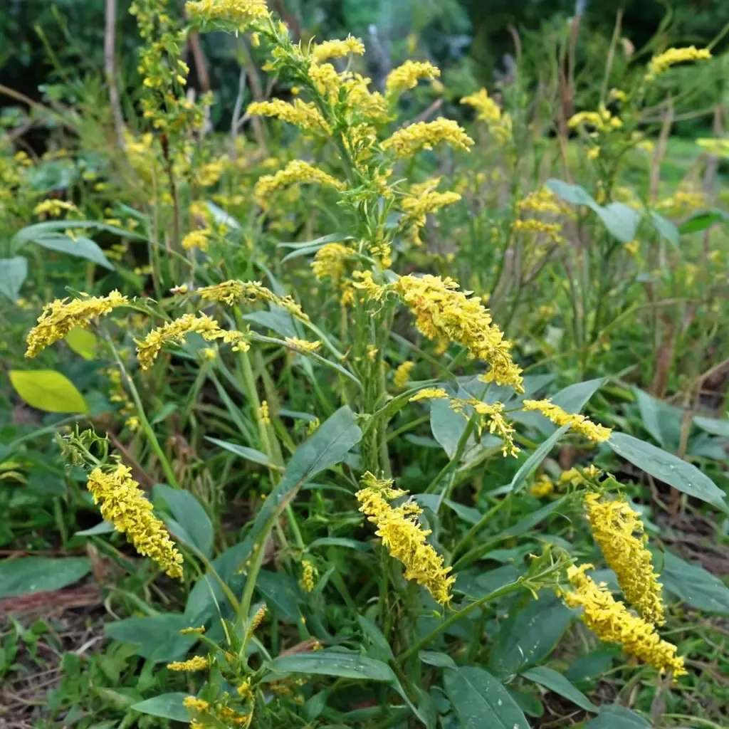 Wrinkleleaf Goldenrod