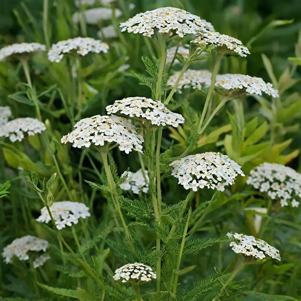 Common Yarrow