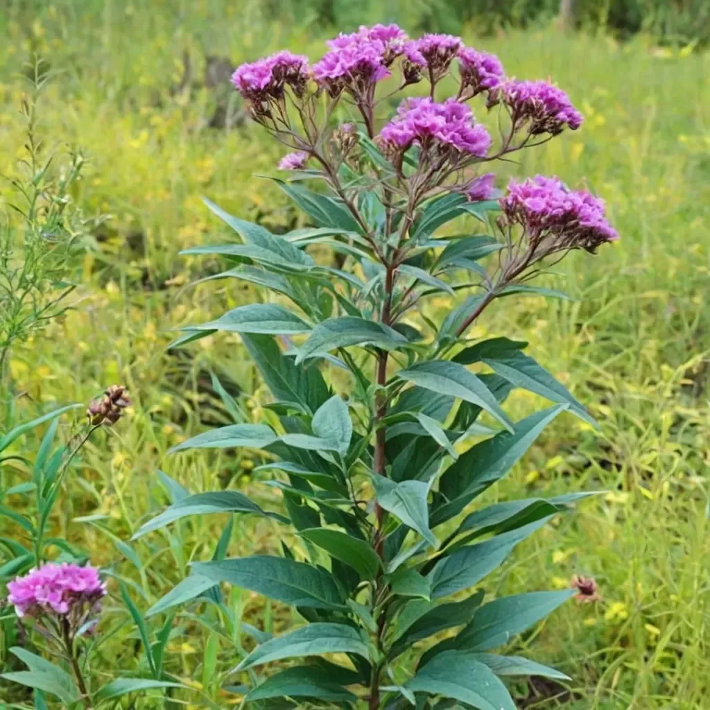 Prairie Ironweed