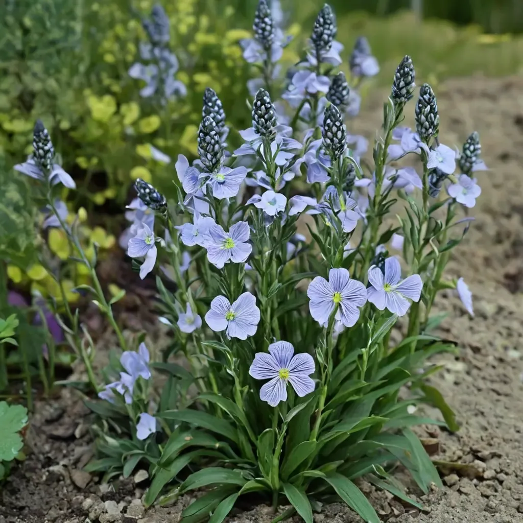 Gentian Speedwell