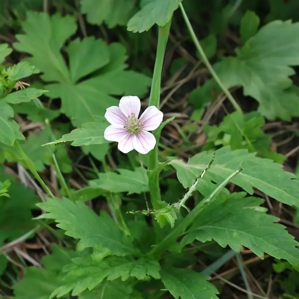 Siberian Cranesbill