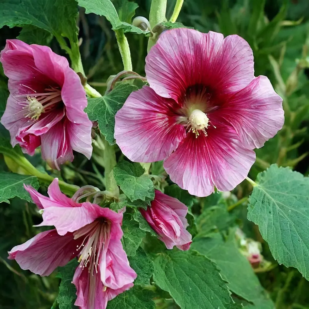 Hollyhock