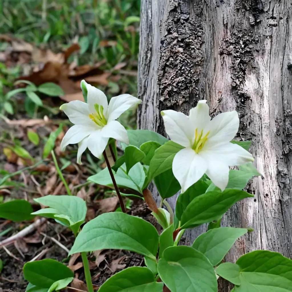 Large-flowered Trillium