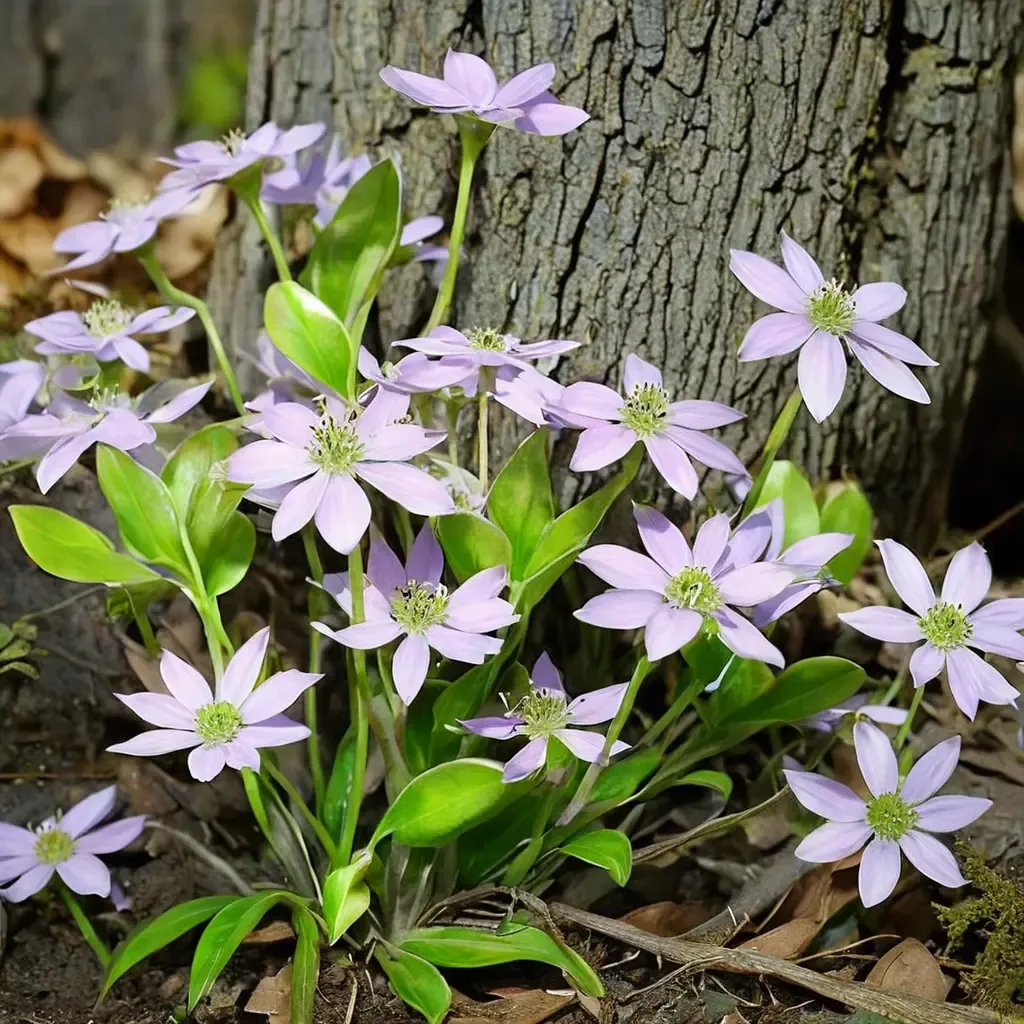 Sharp-lobed Hepatica