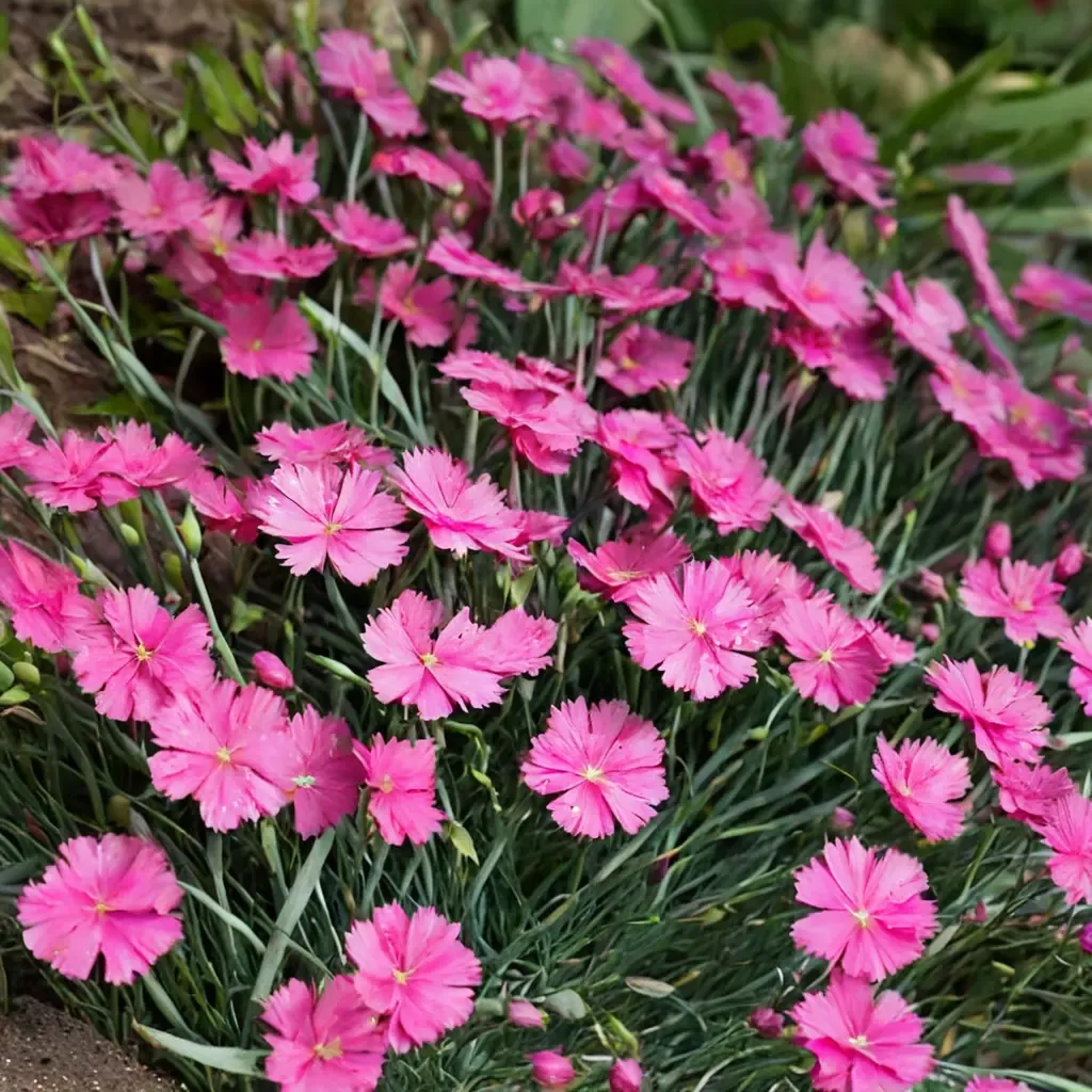 Garden Pink