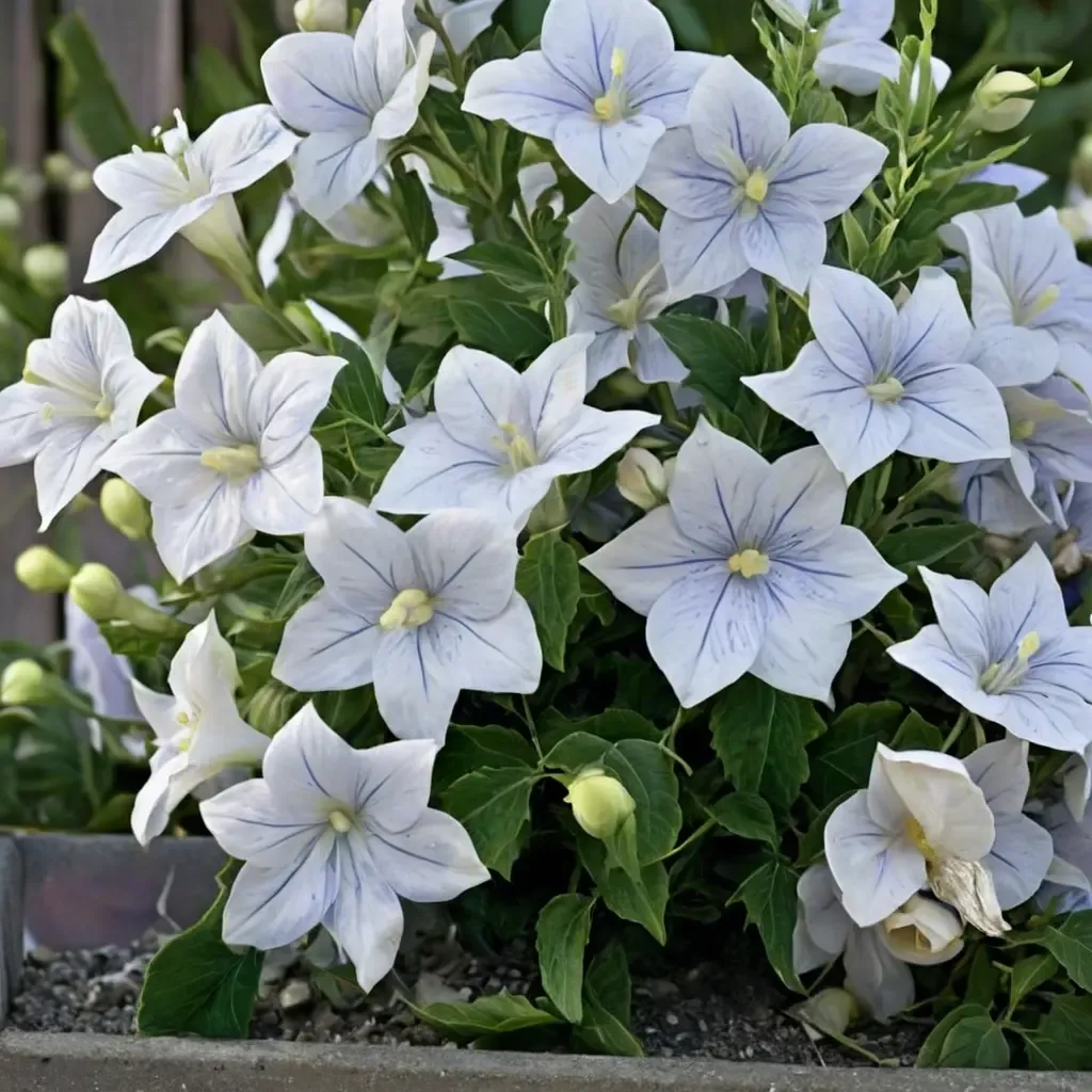Fairy Snow Balloon Flower