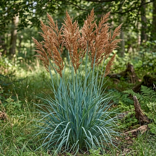 Indian Steel Indian Grass