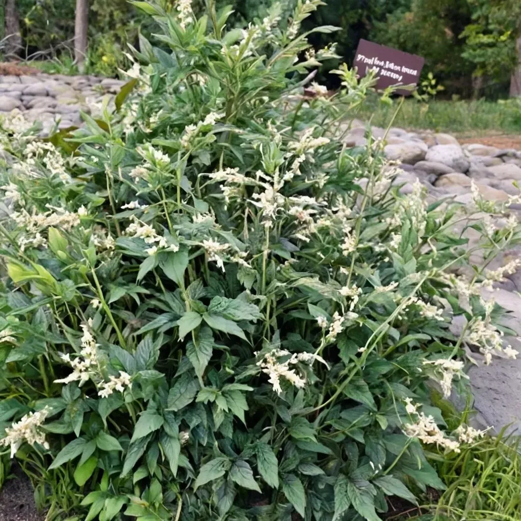 White Mugwort