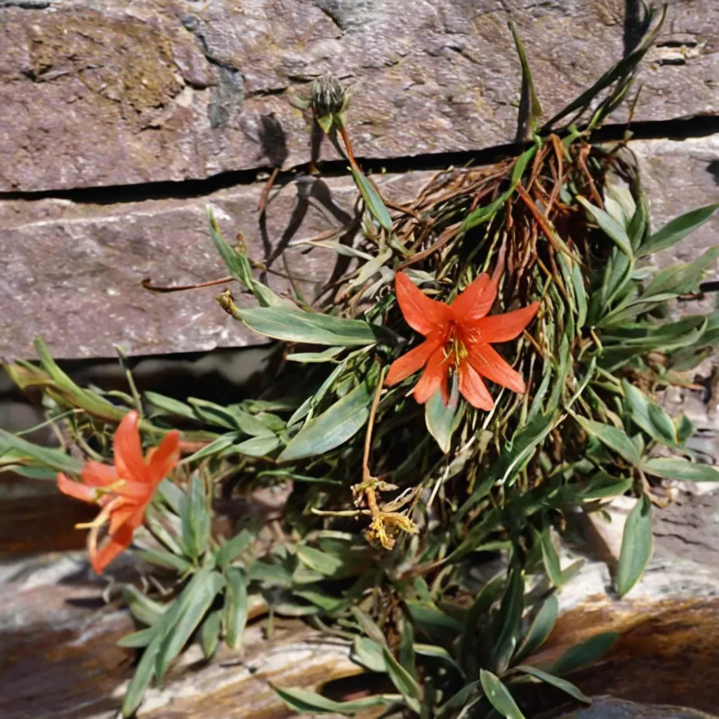 Northern Gilia