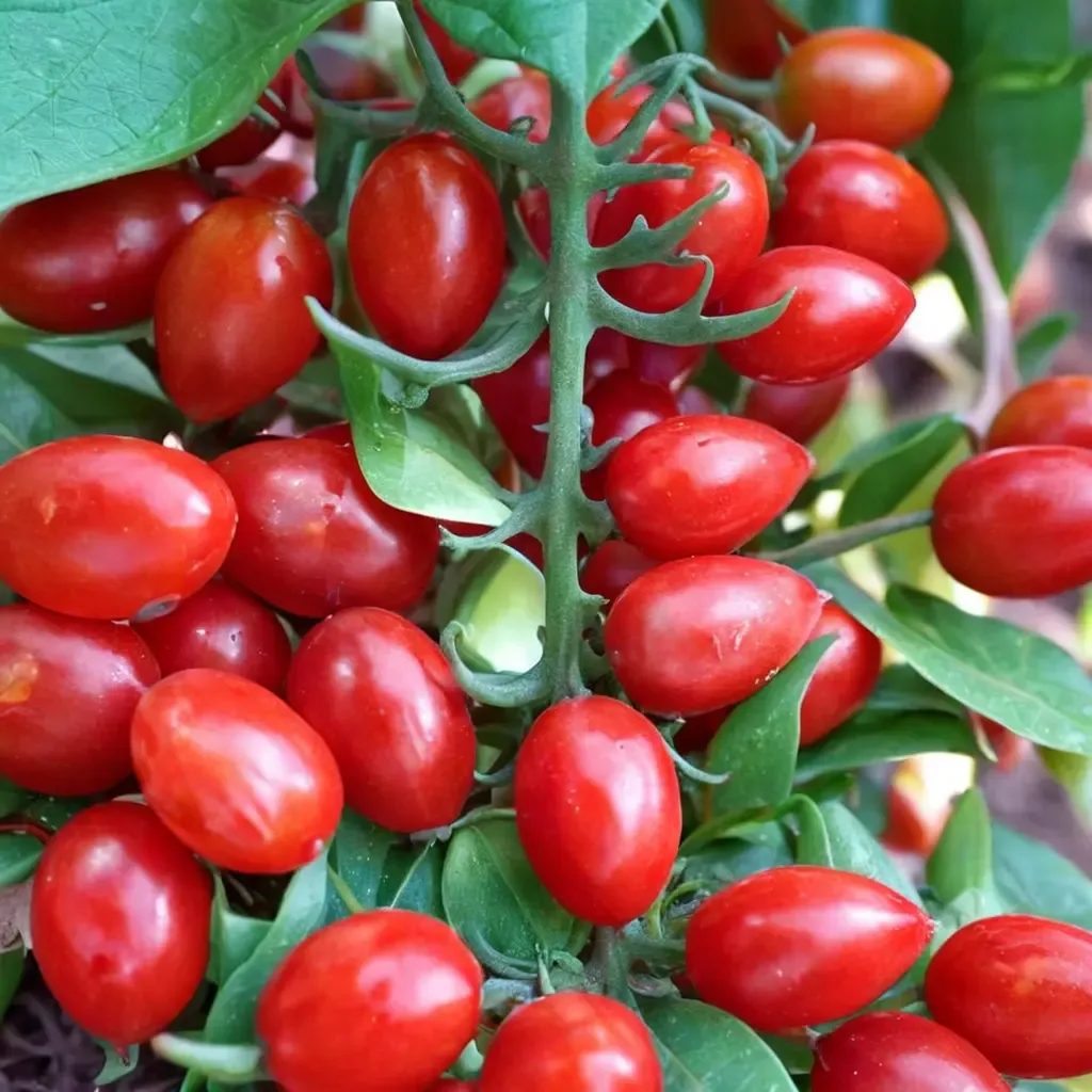 Jelly Bean Tomato