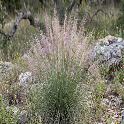 Lindheimer's Muhly