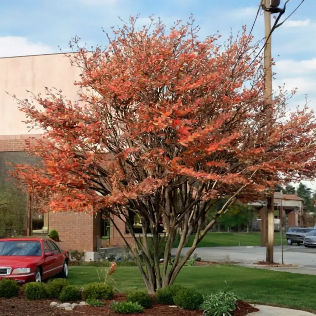 Autumn Brilliance Serviceberry