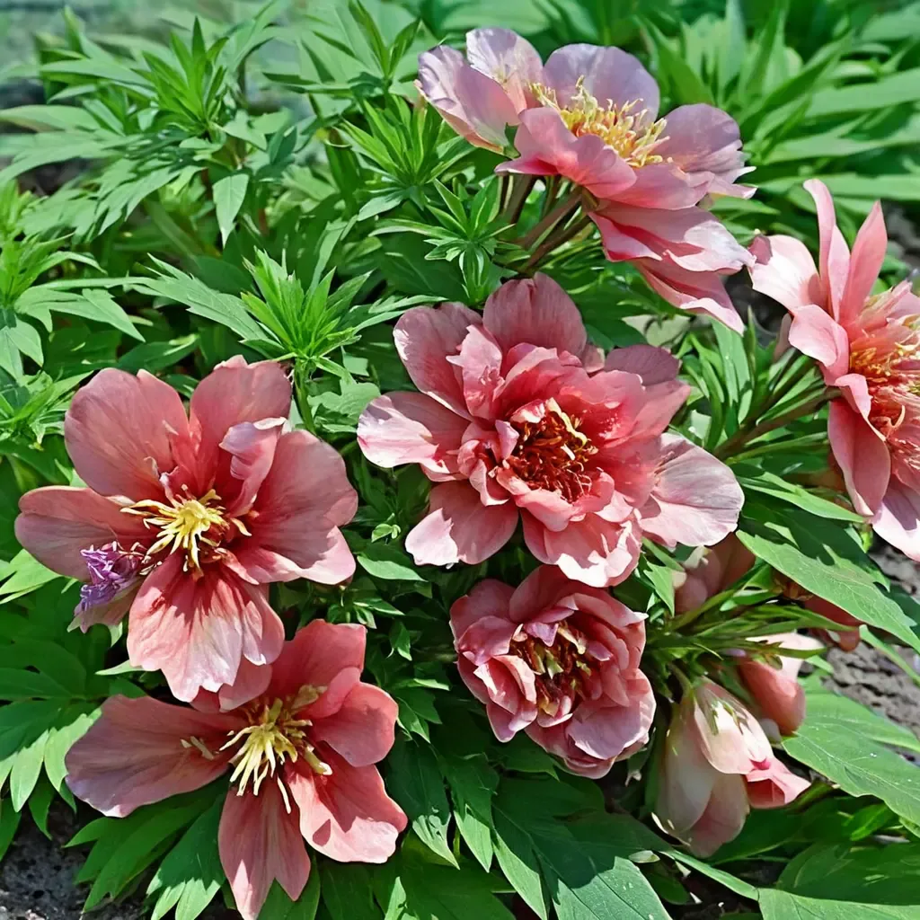 Hillary Itoh Peony