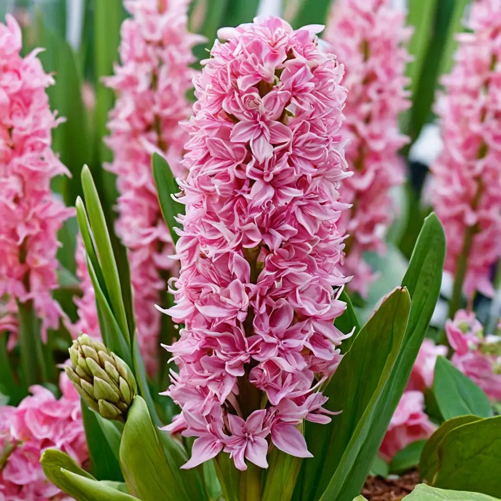 Pink Pearl Hyacinth