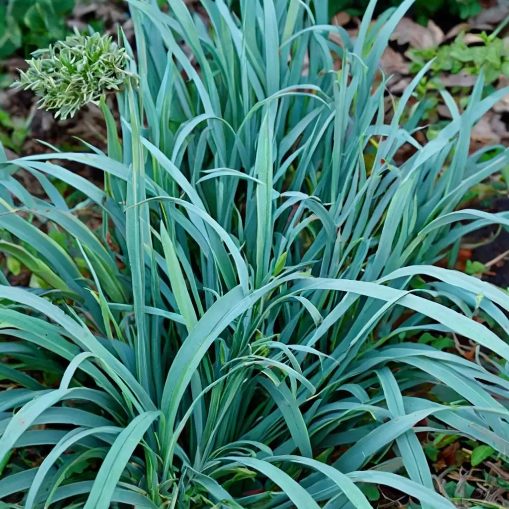 Hobb Bunny Blue Sedge