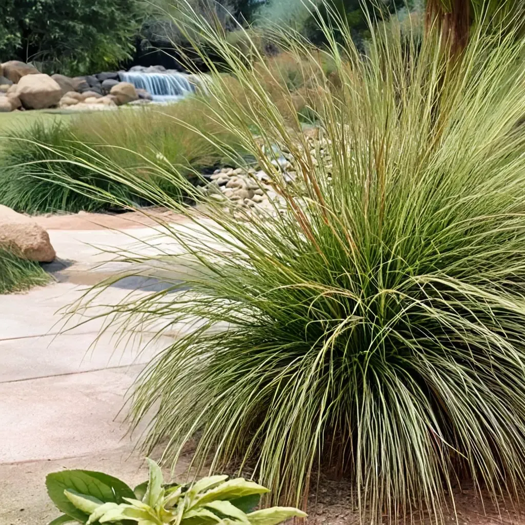 Deergrass