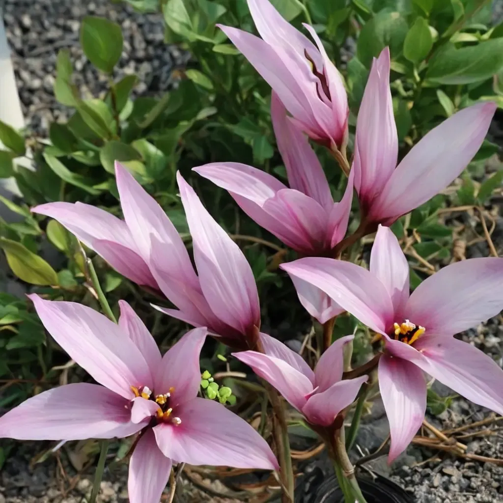 rain lily