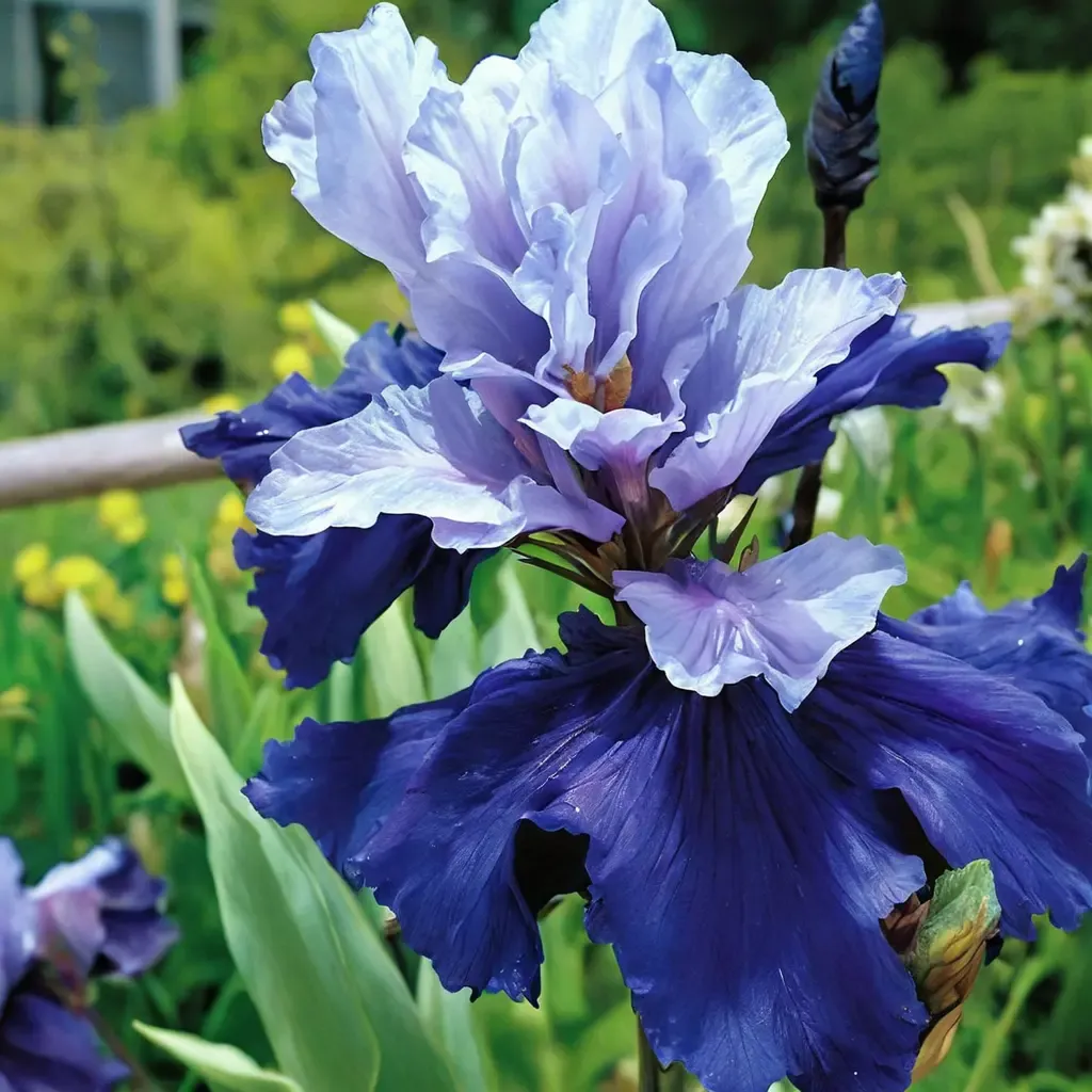 Bearded Iris 'Best Bet'