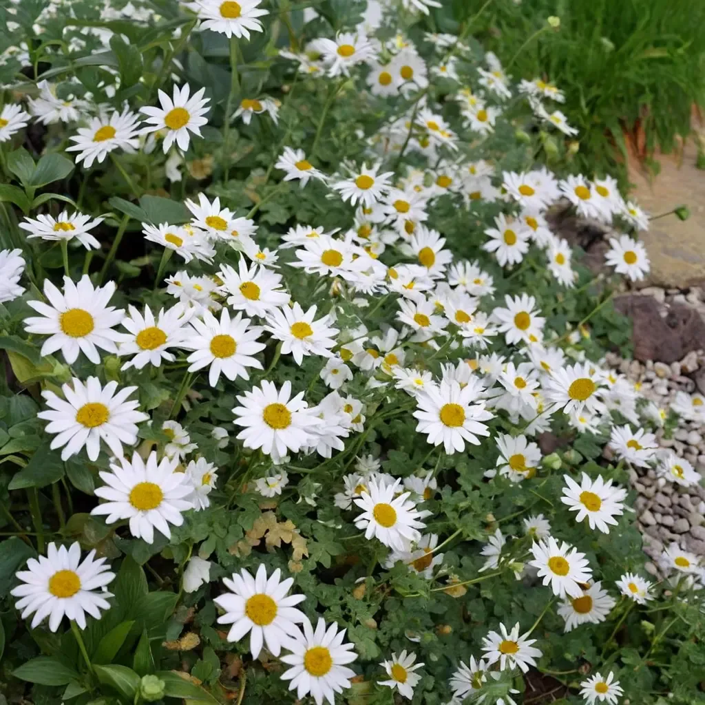 Silver Tansy
