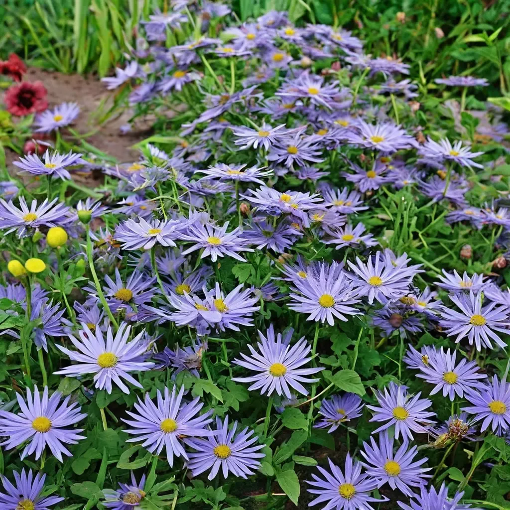 Monch Frikart's Aster