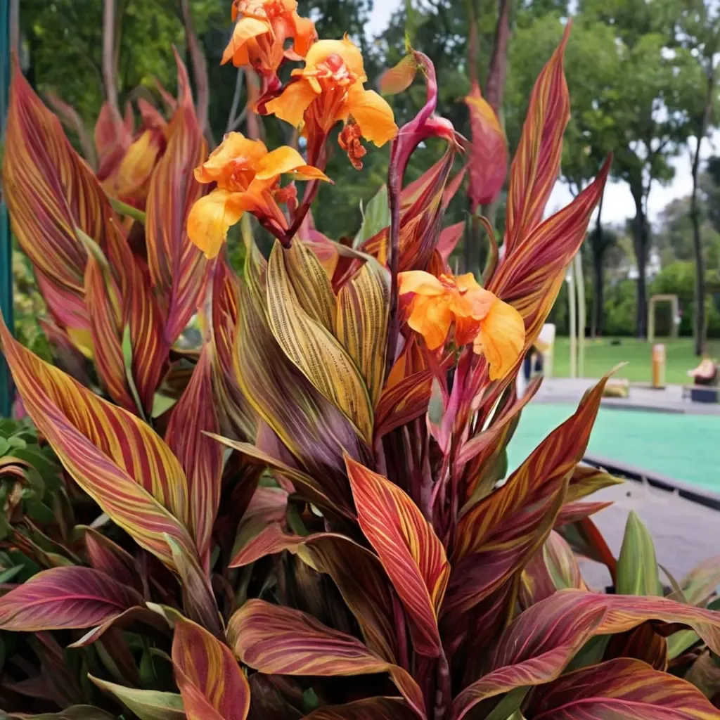 Tropicanna Canna Lily