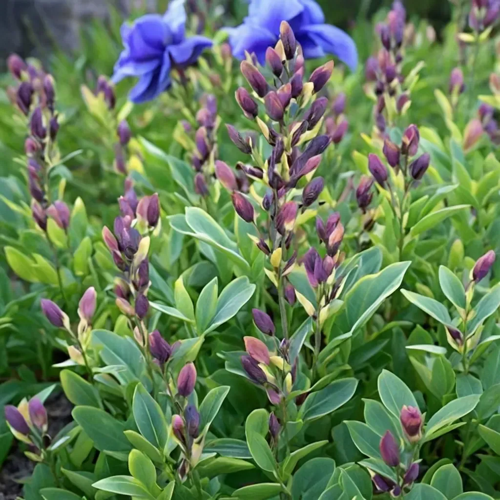 False Indigo