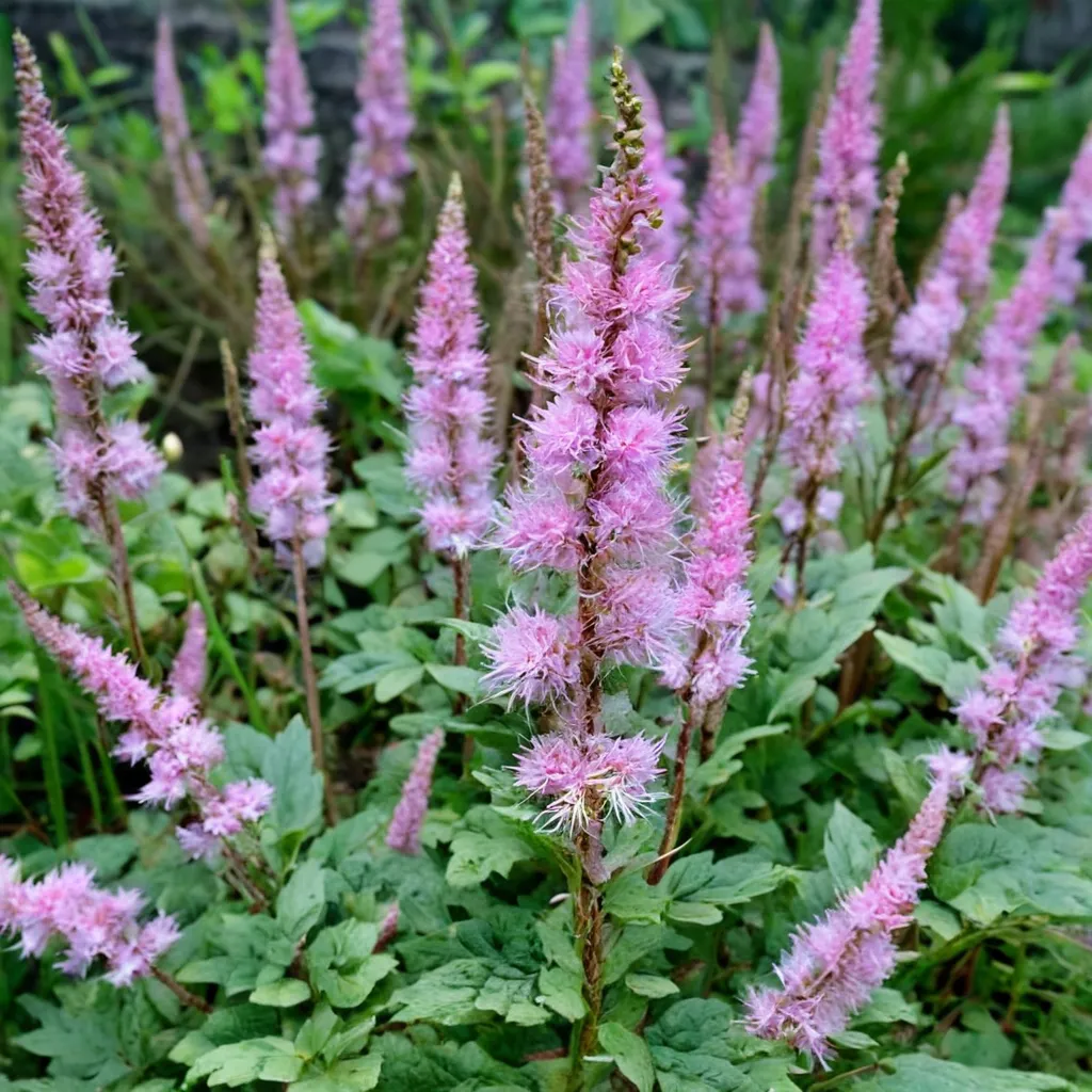Dwarf Chinese Astilbe