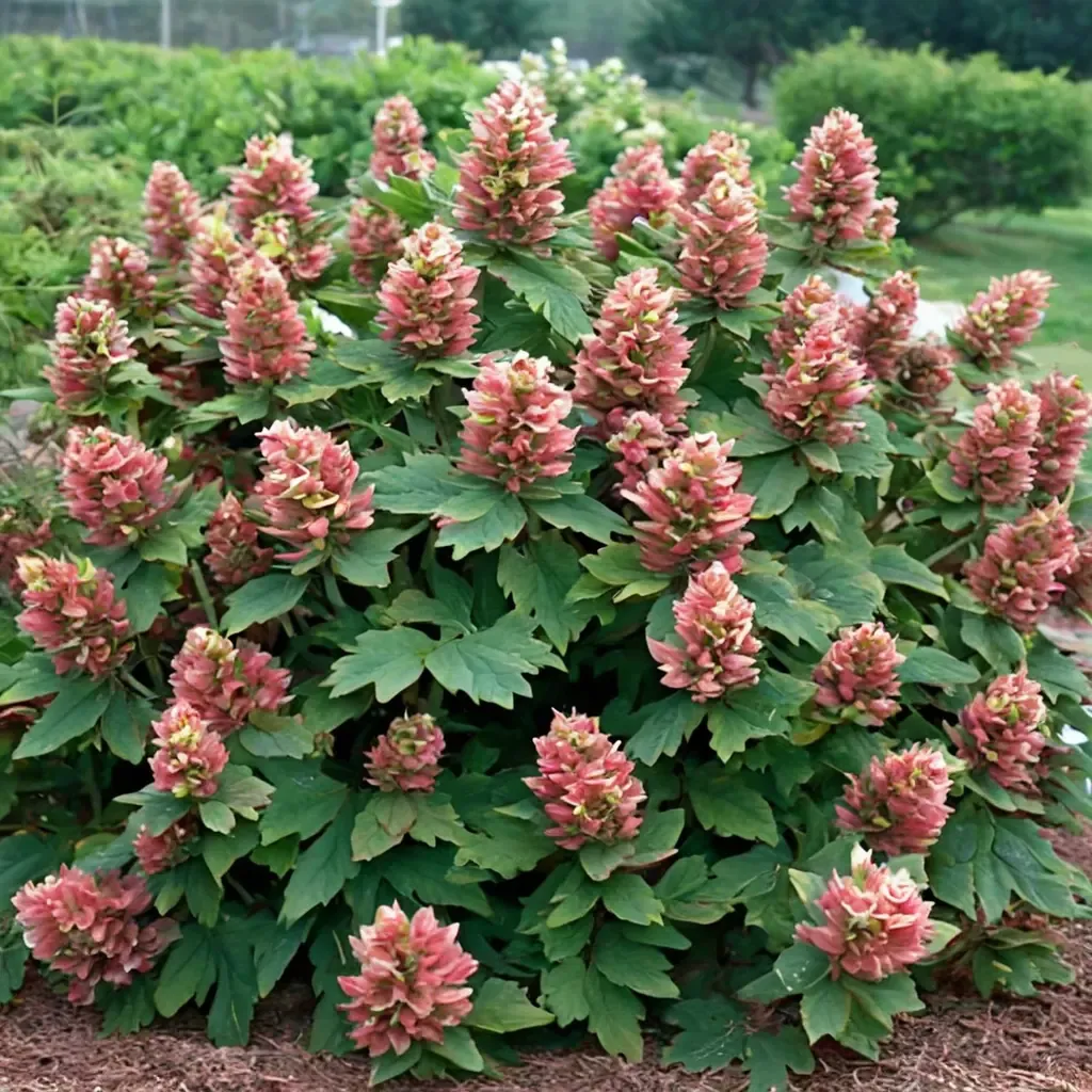 Ruby Slippers Oakleaf Hydrangea