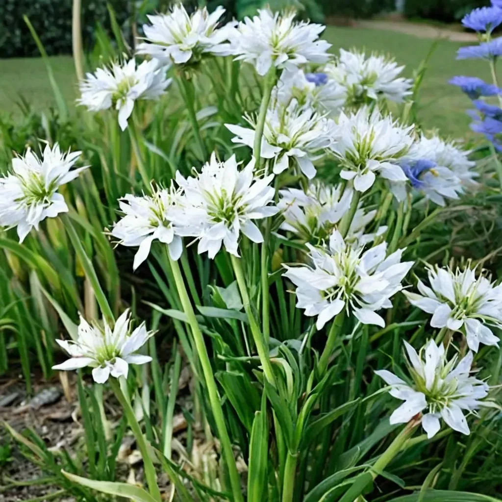 White African Lily