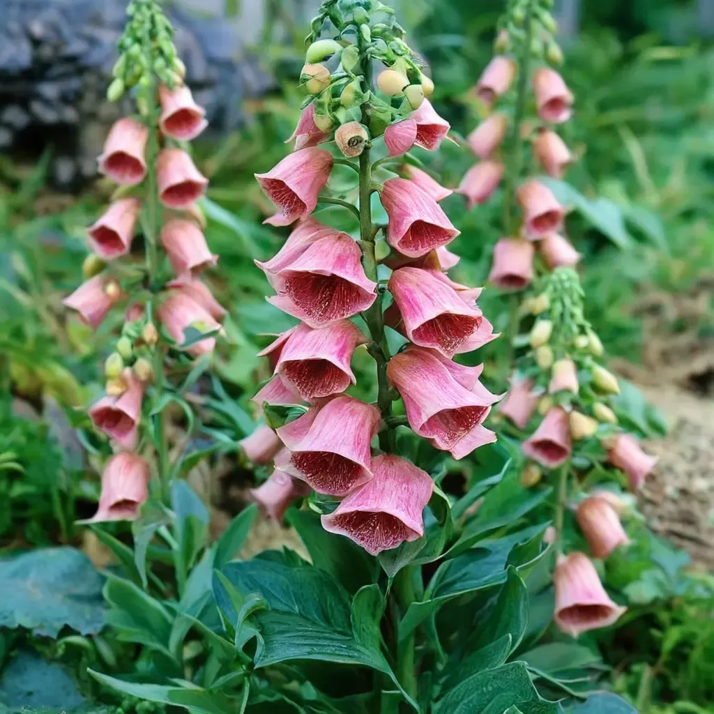Strawberry Foxglove
