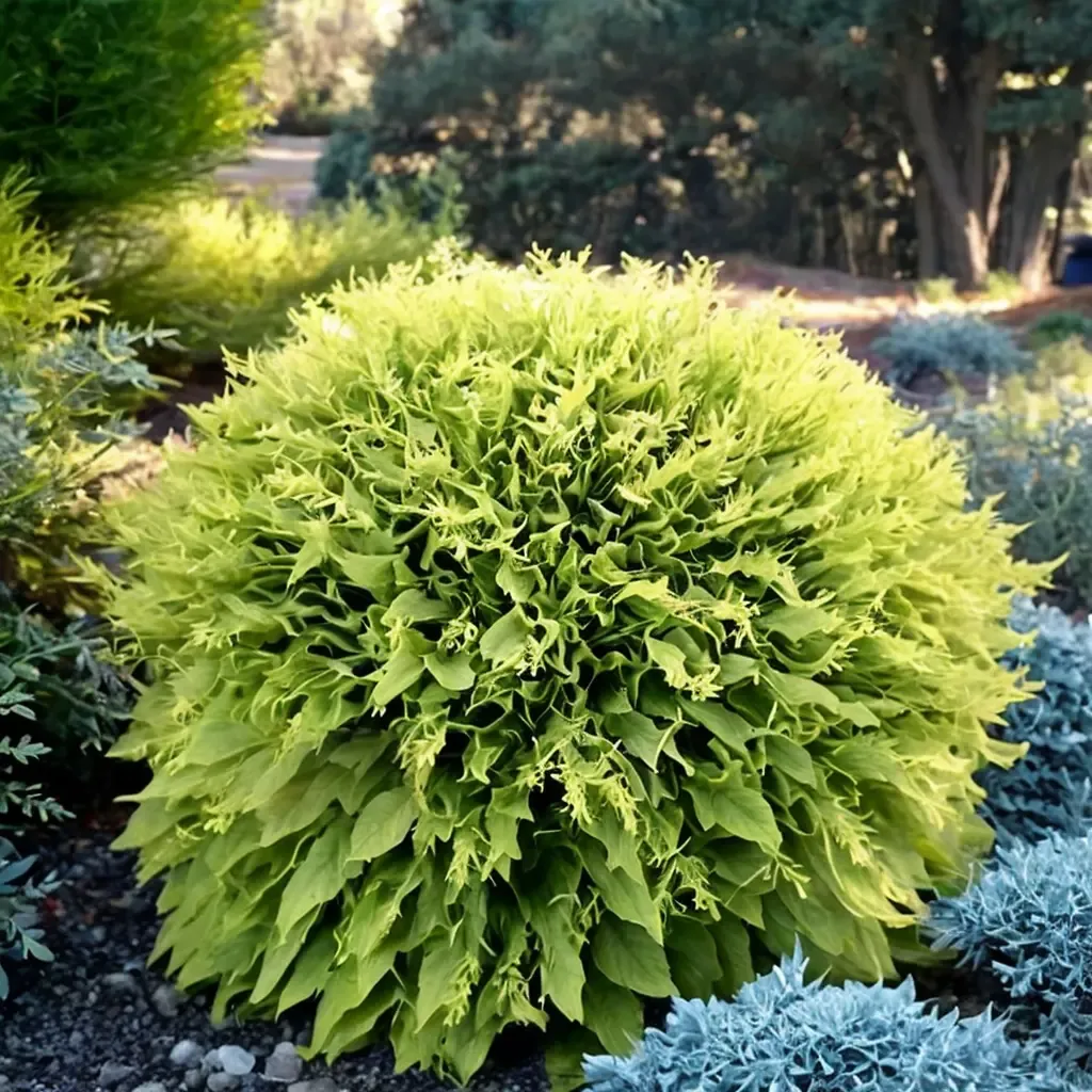 Golden Globe Arborvitae