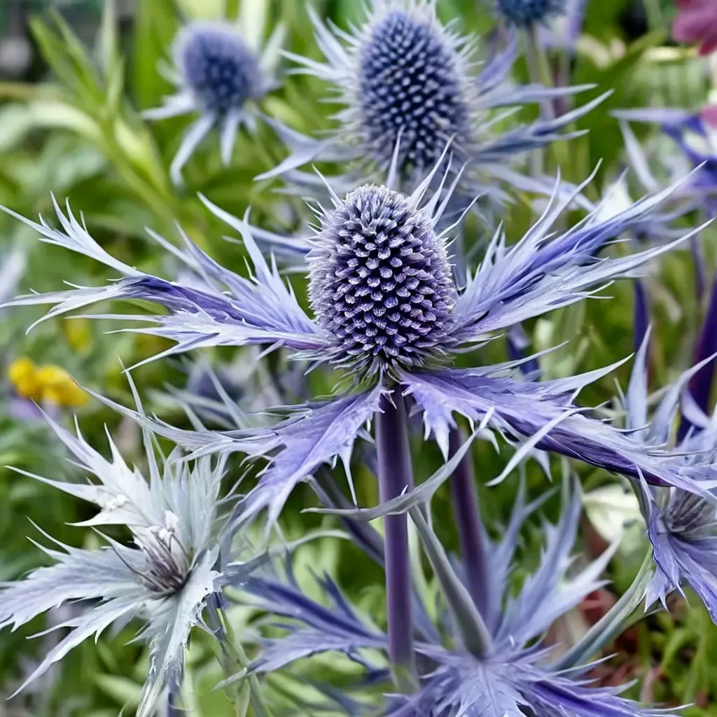 Jos Eijking Sea Holly