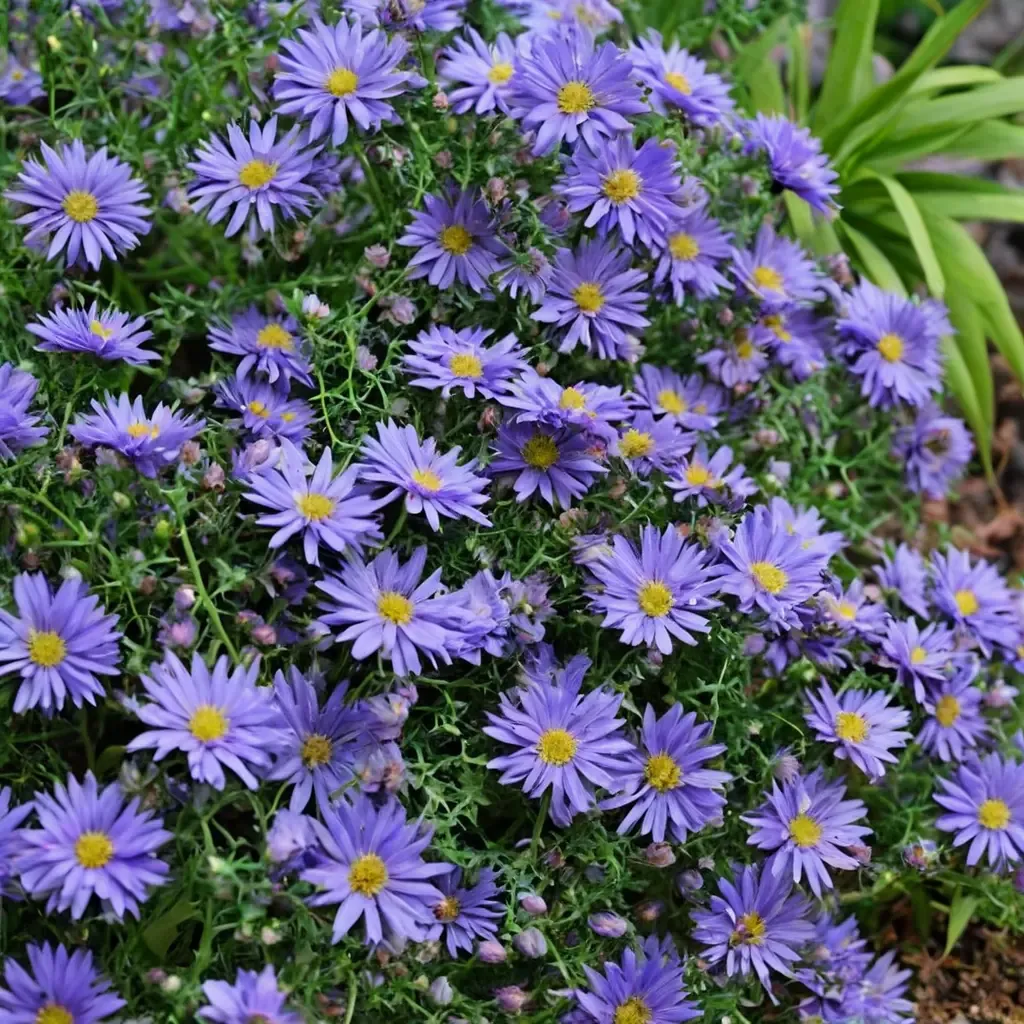 Kickin' Lilac Blue Aster