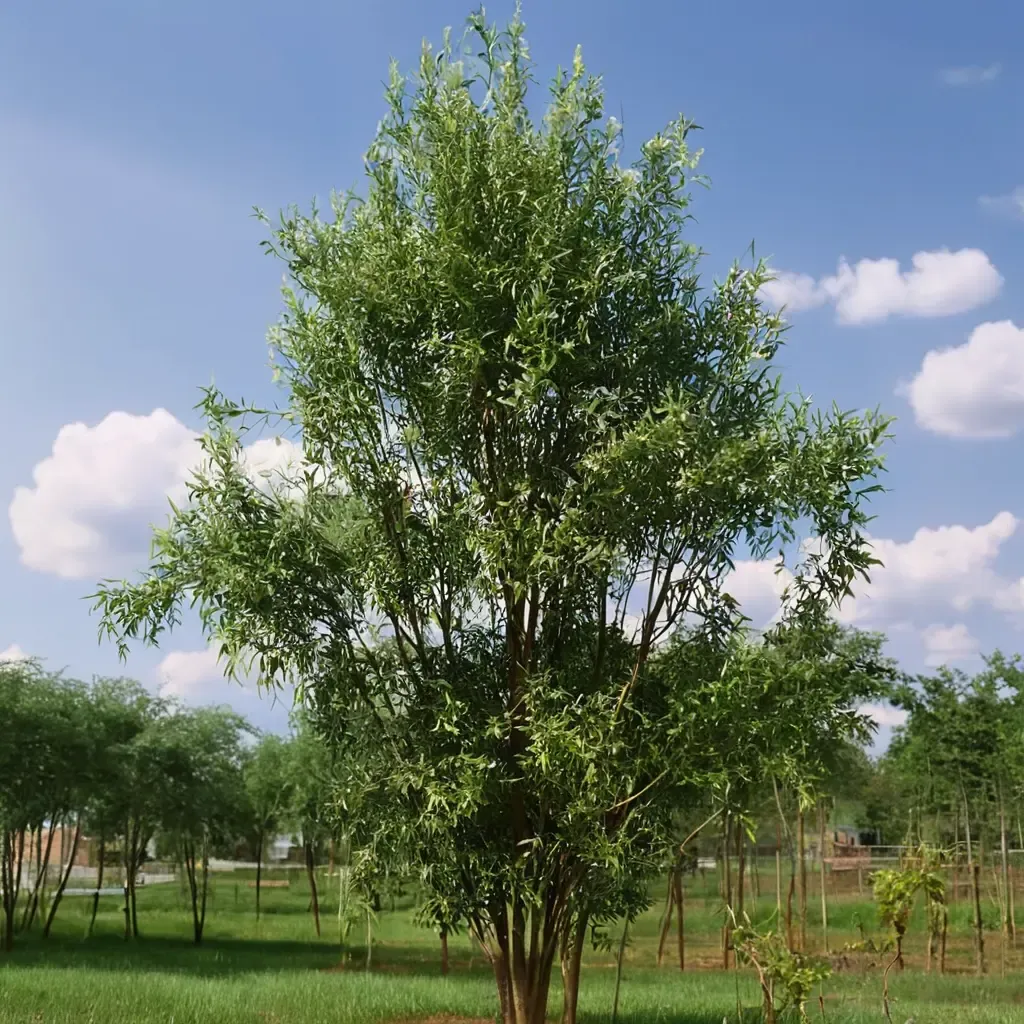 Corkscrew Willow