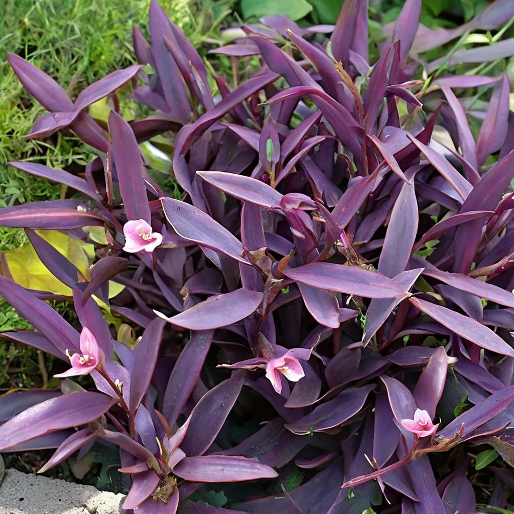 Purple Queen Purple Heart