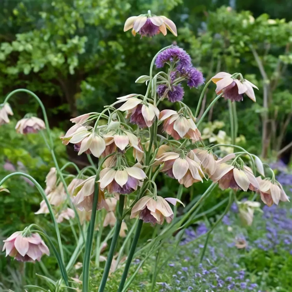 Ornamental Onion