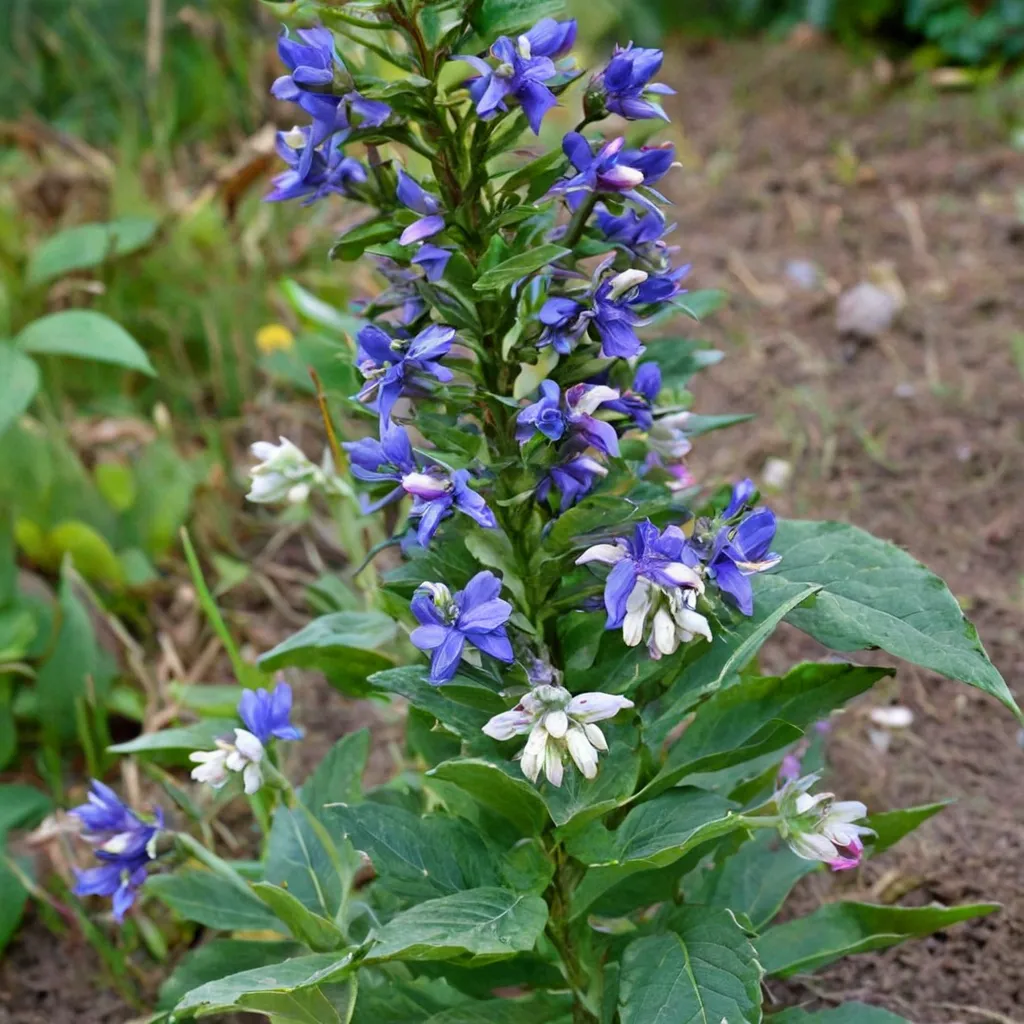 Great Blue Lobelia