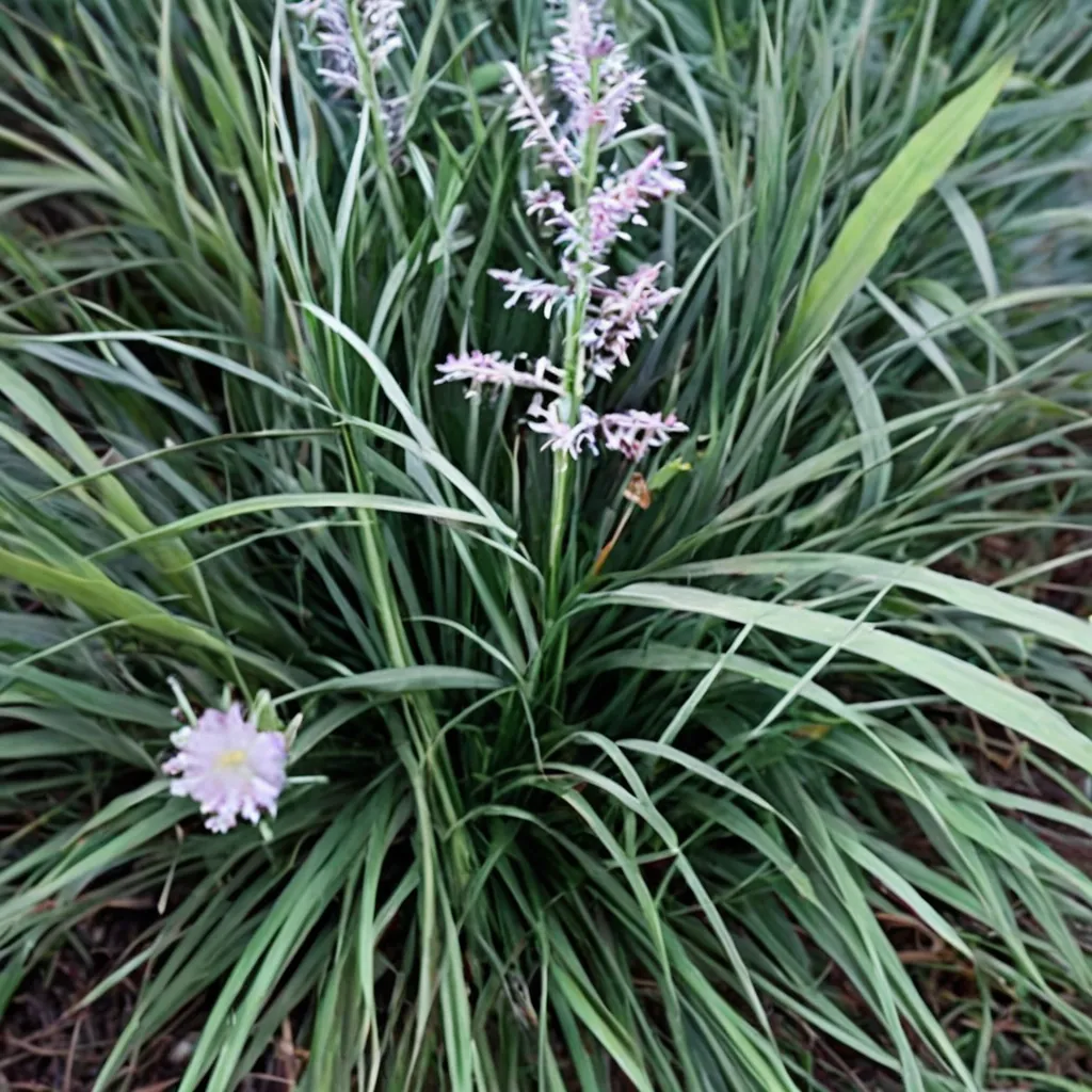 Porcupine Grass