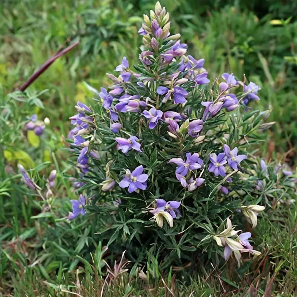 Blue Bush Lupine