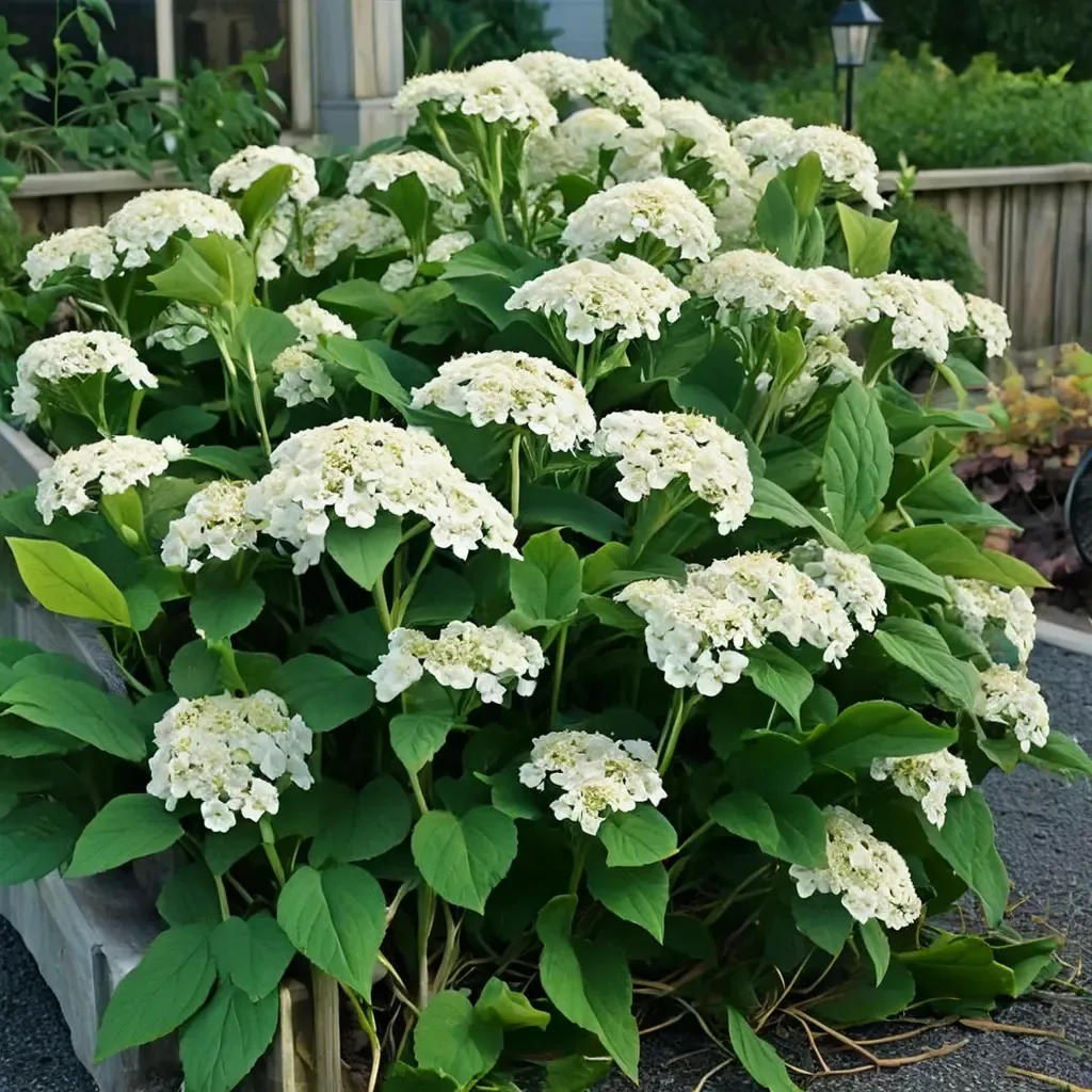 Smooth Hydrangea, Wild Hydrangea