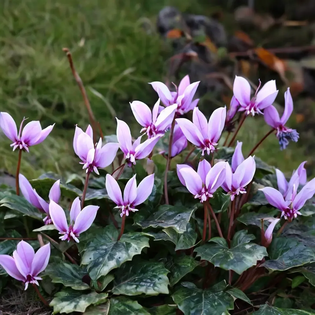 Ivy-leaved Cyclamen