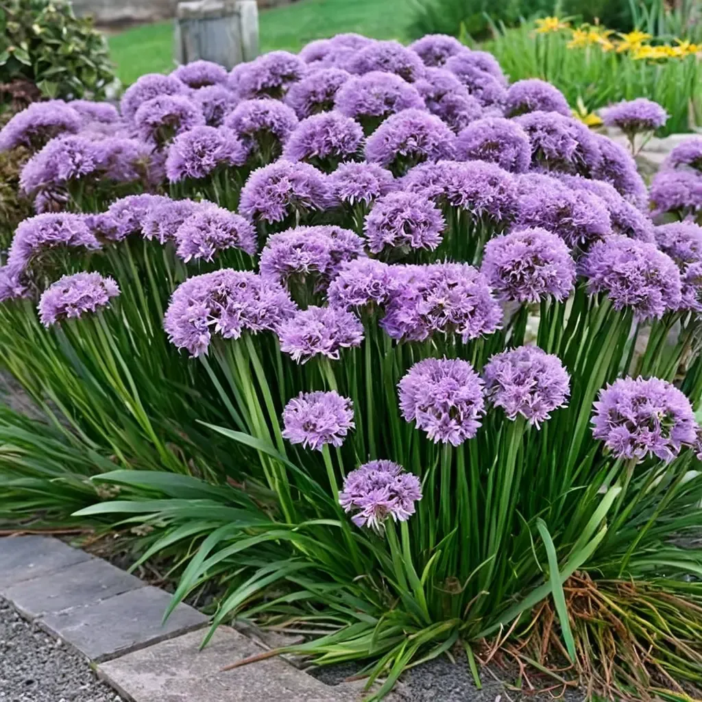 Millennium Ornamental Onion