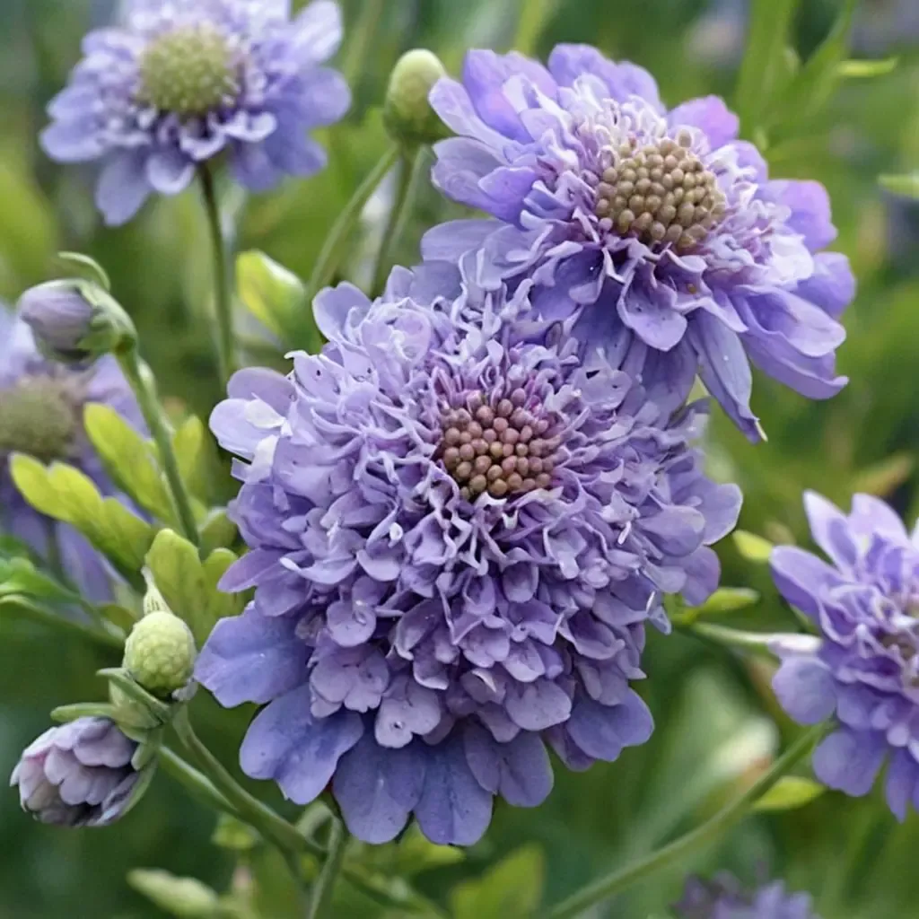 Florist's Blue Scabious