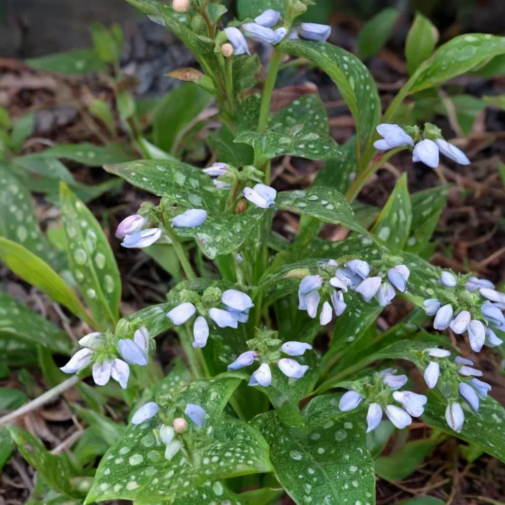 Mrs Kittle Lungwort